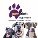 pawprints